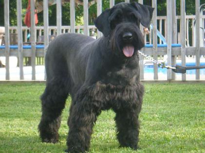 giant schnauzer puppies cost