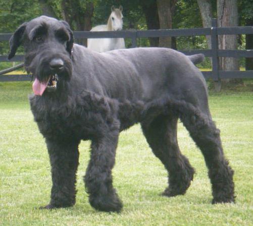 huge giant schnauzer